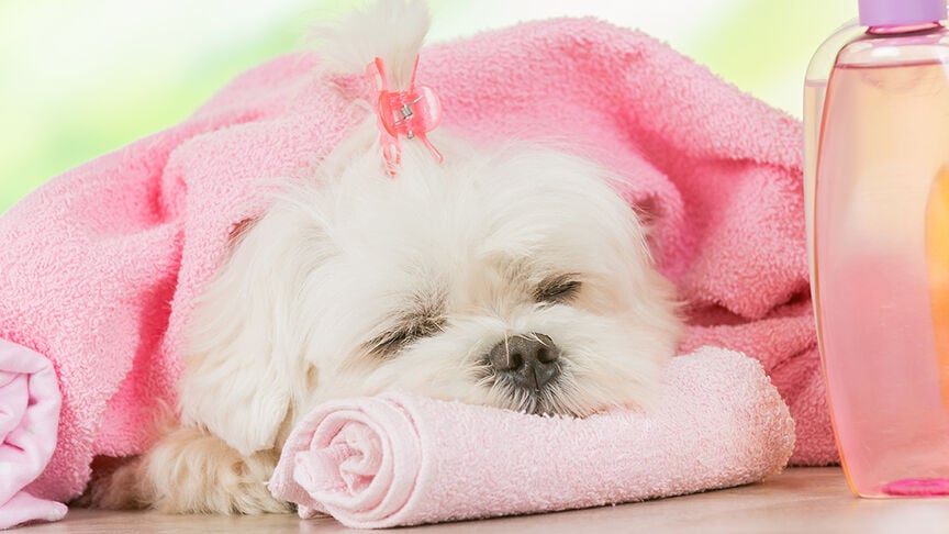 Little dog at spa